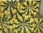 Panache Jaune de vert pompoen 250 zaden, Ophalen of Verzenden, Nieuw
