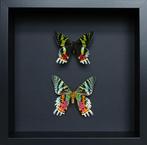 Vlinder Taxidermie volledige montage - Urania ripheus - 25, Nieuw