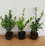 Ilex crenata Green Hedge AANBIEDING!, Tuin en Terras, Planten | Bomen, In pot, Halfschaduw, Lente, Overige soorten