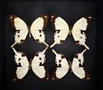 Vlinder Taxidermie volledige montage - Patchwork 4, Verzamelen, Dierenverzamelingen, Nieuw