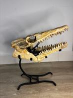 Mosasaurus - Fossiele schedel, Verzamelen, Mineralen en Fossielen