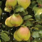 Perenboom - Pyrus Saint Remy - Omtrek: 10-14 cm | Hoogte: 30, Tuin en Terras, Planten | Bomen, Ophalen of Verzenden