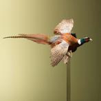 Fazant Vliegend Taxidermie Opgezette Dieren By Max, Verzamelen, Ophalen of Verzenden, Nieuw, Vogel, Opgezet dier