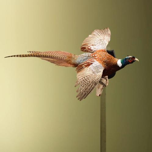 Fazant Vliegend Taxidermie Opgezette Dieren By Max, Verzamelen, Dierenverzamelingen, Opgezet dier, Nieuw, Vogel, Ophalen of Verzenden