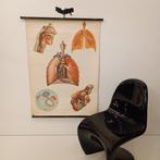 Deutsches Hygiene Museum Dresden - Anatomische wandkaart -