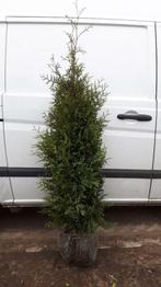 Thuja Occidentalis Brabant haag met kluit!, Tuin en Terras, Bloeit niet, Halfschaduw, Overige soorten