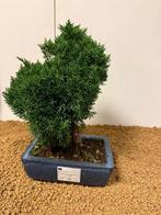 Jeneverbes bonsai (Juniperus) - Hoogte (boom): 29 cm -