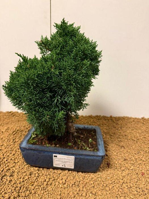 Jeneverbes bonsai (Juniperus) - Hoogte (boom): 29 cm -, Antiek en Kunst, Curiosa en Brocante