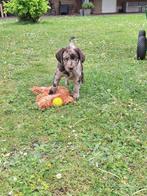 Unieke Merle Labrador pups - EH HD DNA, Dieren en Toebehoren, Honden | Retrievers, Spaniëls en Waterhonden, 8 tot 15 weken, Parvo