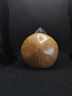 Mosasaurier tand op matrix + 167 g zee-egel Clypeus plotii
