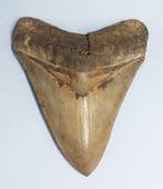 Fossiele tand - Carcharocles Megalodon - 15 cm