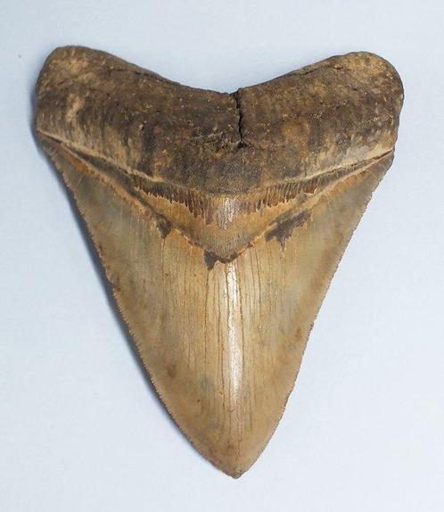 Fossiele tand - Carcharocles Megalodon - 15 cm, Verzamelen, Mineralen en Fossielen