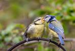 Vogelvoer van Topkwaliteit - Haal Vogels naar je Tuin!, Vogel