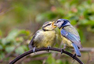 Vogelvoer van Topkwaliteit - Haal Vogels naar je Tuin! beschikbaar voor biedingen