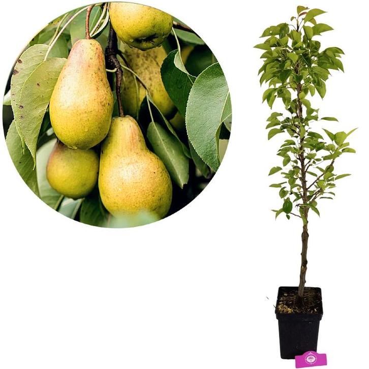 Pyrus communis ‘Lisanne’ + Pot 23cm, Tuin en Terras, Planten | Fruitbomen, Volle zon, Verzenden