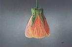 Mieke van Thiel - Orange Abutilon