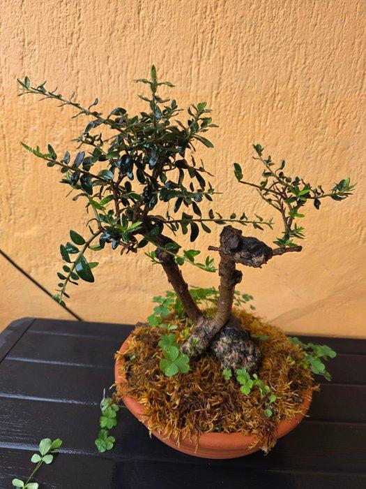 Olivastro - Hoogte (boom): 0 mm - Diepte (boom): 0 mm -, Antiek en Kunst, Antiek | Overige Antiek