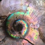 Opalescent Ammonite - mooi amulet Iriserend, Antiek en Kunst, Curiosa en Brocante