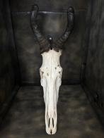 Hartenbeest Schedel van een zoogdier - Alcelaphus - 79 cm -