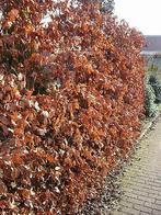 wortelgoed beuken Fagus sylvatica, Tuin en Terras, Ophalen, Beukenhaag, Haag