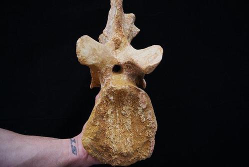 Dinosaurus - Fossiel wervelbot - Spinosaurus aegyptiacus -, Verzamelen, Mineralen en Fossielen