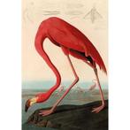 Amerikaanse rode flamingo 80x120x2cm, Huis en Inrichting, Woonaccessoires | Schilderijen, Tekeningen en Foto's, Nieuw, Ophalen of Verzenden