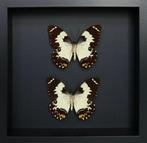 Vlinder Taxidermie volledige montage - Papilio euchenor - 25, Nieuw