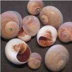 Polinices Didyma schelpen 1 kilo, Hobby en Vrije tijd, Knutselen, Ophalen of Verzenden, Nieuw