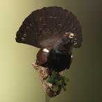 Auerhoen Taxidermie volledige montage - Tetrao urogallus -, Nieuw