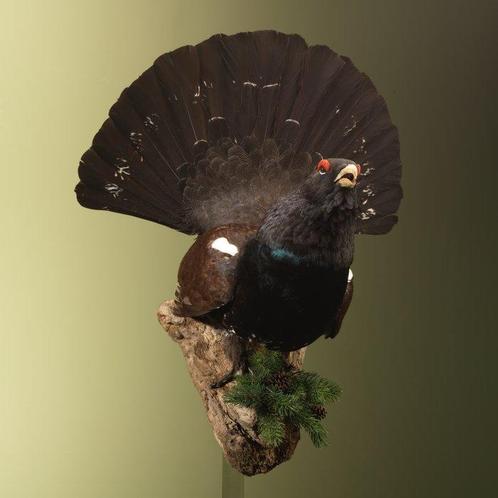 Auerhoen Taxidermie volledige montage - Tetrao urogallus -, Verzamelen, Dierenverzamelingen