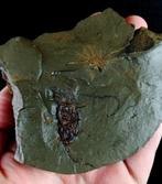 Primitieve stekelhuidigen - Eocrinoïdea!!! - Gefossiliseerd, Verzamelen