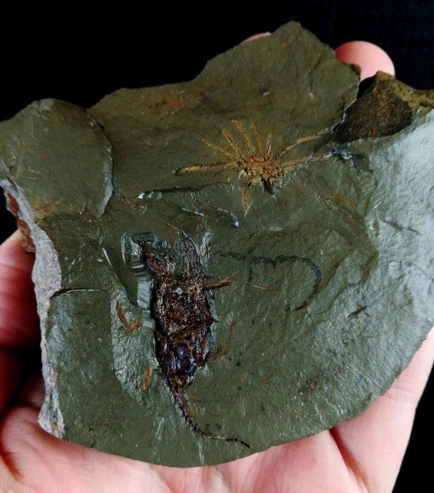 Primitieve stekelhuidigen - Eocrinoïdea!!! - Gefossiliseerd, Verzamelen, Mineralen en Fossielen