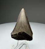 Witte haai - Fossiele tand - 4 cm - 2.7 cm (Zonder, Verzamelen, Mineralen en Fossielen