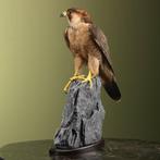 Valk Taxidermie volledige montage - Falco pelegrinoides, Verzamelen, Nieuw