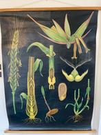 Jung Koch Quentell - Hagemann - Schoolplaat van Rogge door