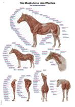 Anatomie poster spieren paard (papier, 50x70 cm), Nieuw, Verzenden