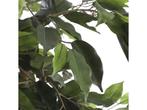 Mica Decorations Ficus Kunstplant - H110 x Ø65 cm - Groen, Huis en Inrichting, Kamerplanten, Verzenden