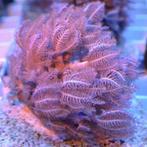 Xenia Umbelata (Pompende Xenia) S (2-3 cm), Ophalen of Verzenden, Nieuw