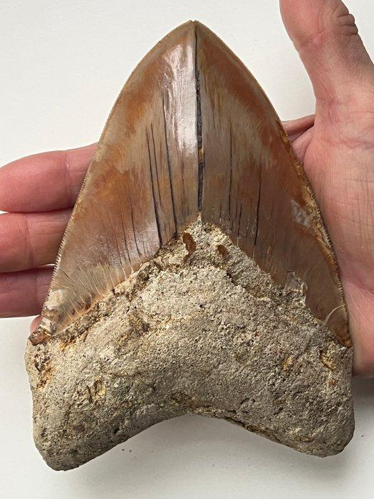 Grote Megalodon tand 15,5 cm (6,1 inch) - Fossiele tand -, Verzamelen, Mineralen en Fossielen