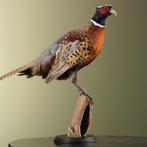 Fazant Taxidermie Opgezette Dieren By Max, Verzamelen, Ophalen of Verzenden, Nieuw, Vogel, Opgezet dier