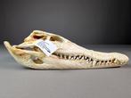 Siamese krokodil Schedel - Crocodylus siamensis (with farm, Verzamelen, Dierenverzamelingen, Nieuw