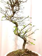 Japanese iep bonsai (Zelkova) - Hoogte (boom): 40 cm -