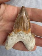 Haai - Fossiele tand - Otodus obliquus - 7.2 cm (Zonder
