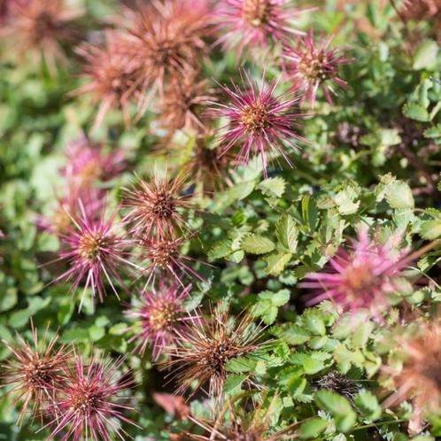 Acaena microphylla Kupferteppich - Potmaat 9x9 cm, Tuin en Terras, Planten | Tuinplanten, Ophalen of Verzenden