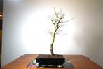 Japanese maple bonsai (Acer palmatum) - Hoogte (boom): 55 cm, Antiek en Kunst