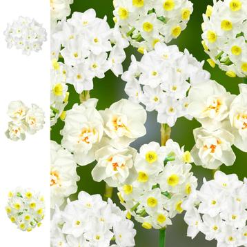 Bloembollen - 45 x Narcissen pakket - Collection beschikbaar voor biedingen