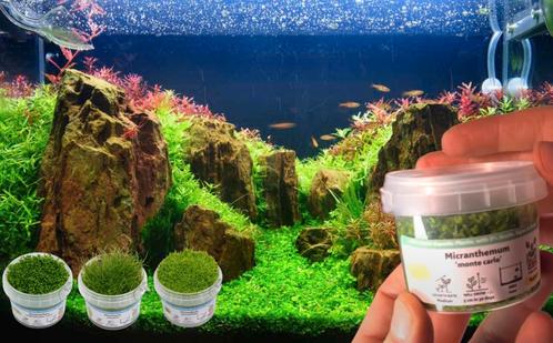 Aquariumplanten In Vitro! ALLE SOORTEN, Mossen, Anubias,, Dieren en Toebehoren, Vissen | Aquaria en Toebehoren, Plant(en), Steen of Hout