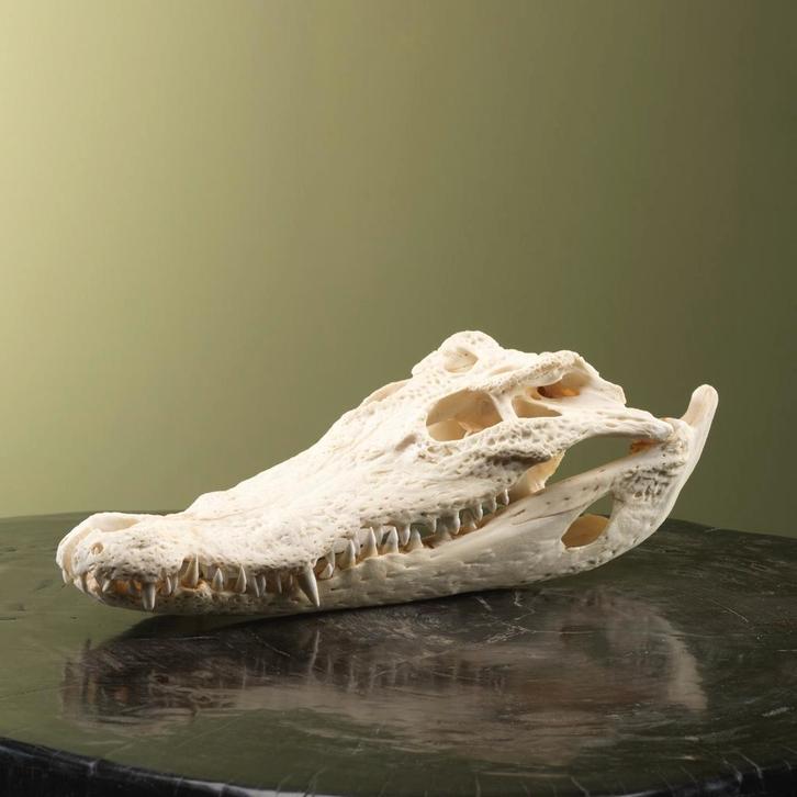 Siamese Krokodil Schedel Taxidermie Opgezette Dieren By Max, Verzamelen, Dierenverzamelingen, Opgezet dier, Nieuw, Reptiel of Amfibie