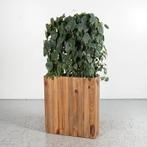 Echte plant in pot - Bruin - 170 x 66,5 cm, Huis en Inrichting, Ophalen of Verzenden