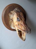 Snoek Taxidermie volledige montage - Esox Lucius - 26 cm -